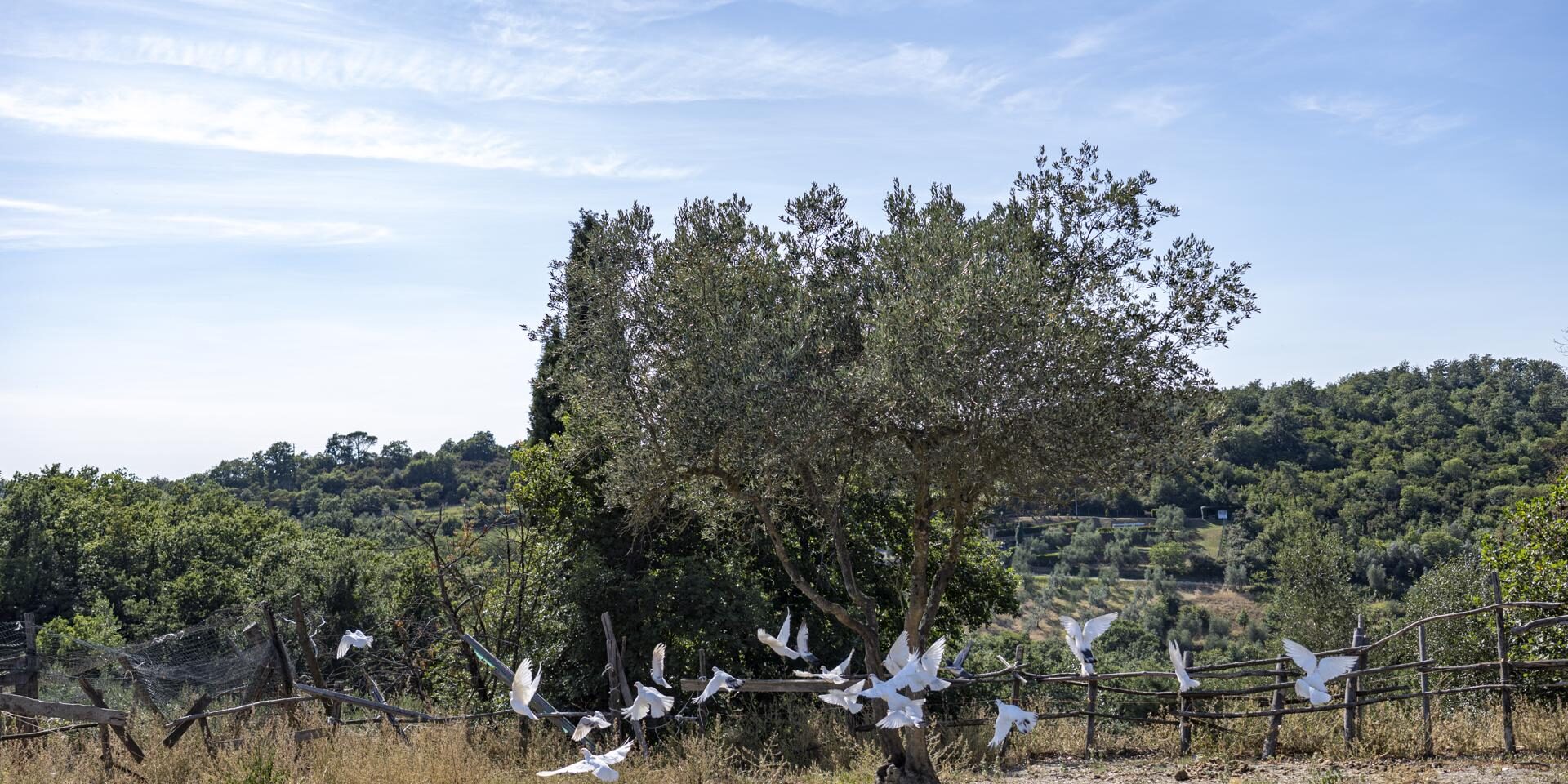 Roncigliano (2)